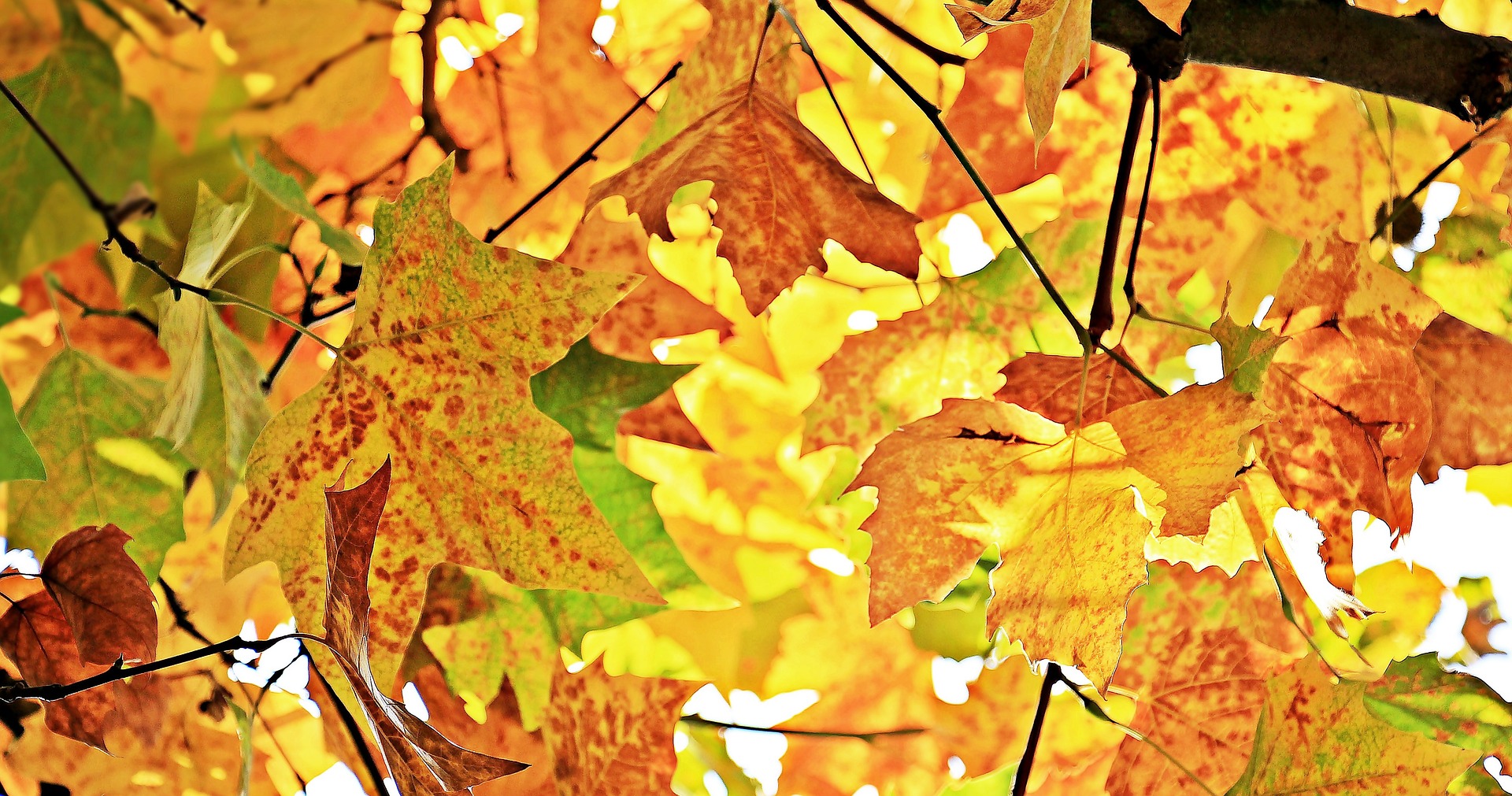 Autumn Pixabay