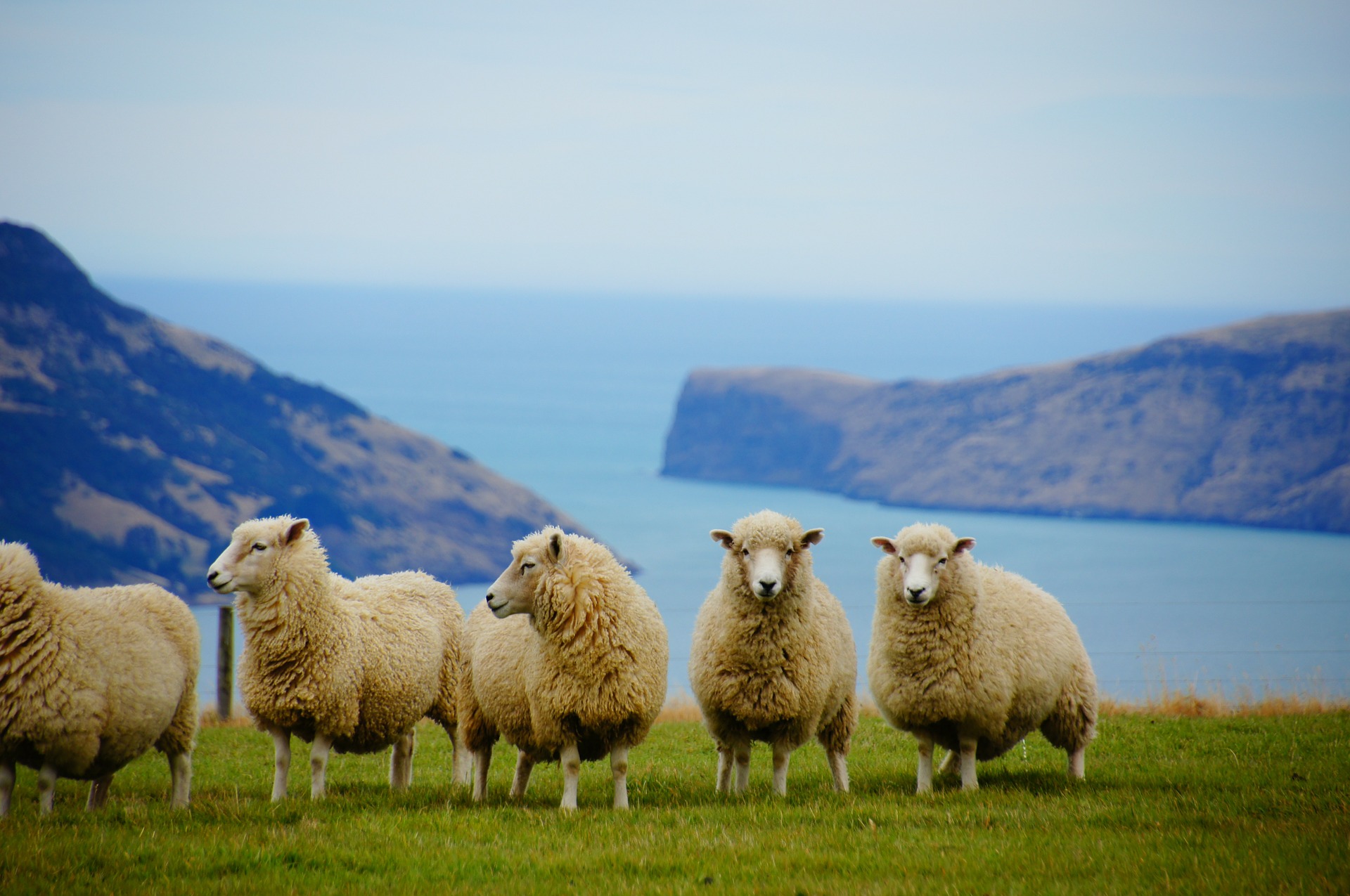 Sheep Pixabay