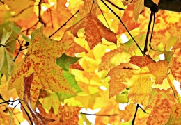 Autumn Pixabay